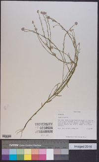 Polygala mariana image