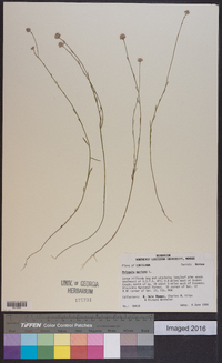 Polygala mariana image