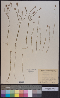 Polygala mariana image