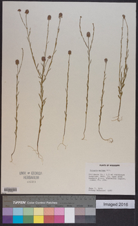 Polygala mariana image