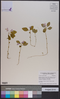 Polygala pauciflora image