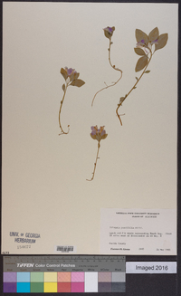 Polygala pauciflora image