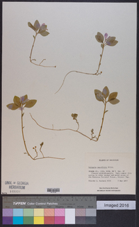 Polygala pauciflora image