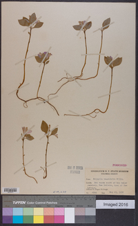 Polygala pauciflora image