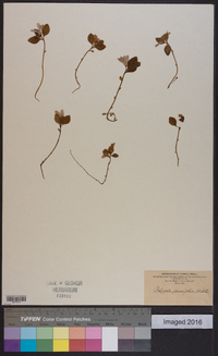 Polygala pauciflora image