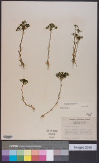 Polygala ramosa image