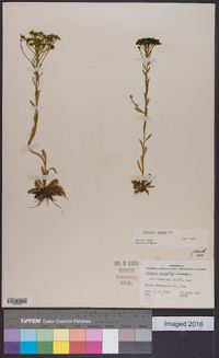 Polygala ramosa image