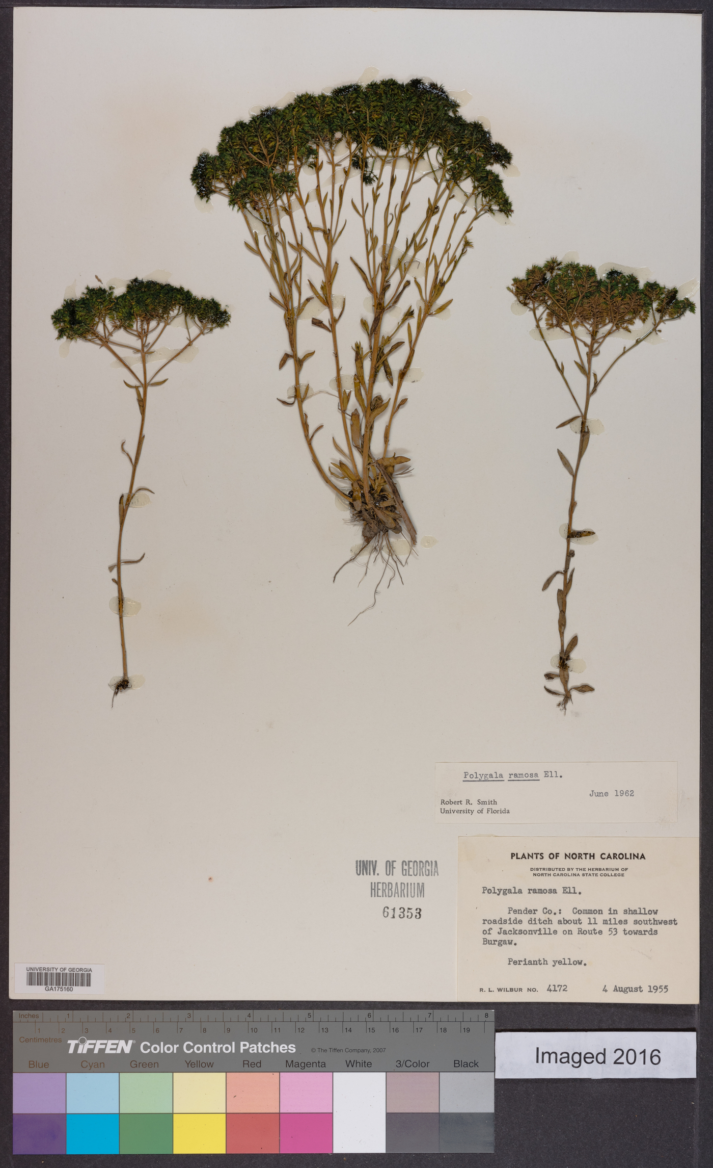 Polygala ramosa image