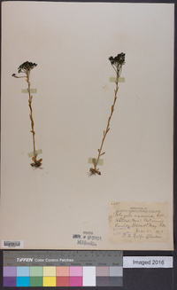 Polygala ramosa image