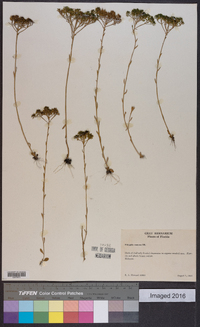 Polygala ramosa image