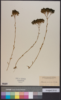 Polygala ramosa image
