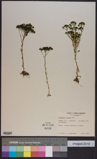 Polygala ramosa image