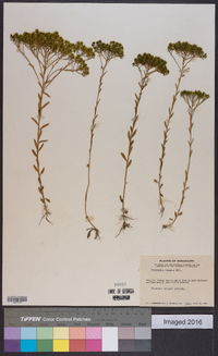 Polygala ramosa image