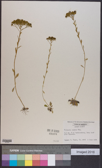 Polygala ramosa image