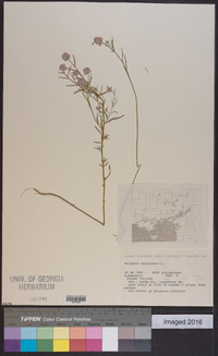 Polygala sanguinea image