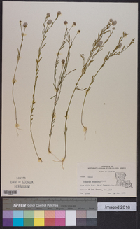 Polygala sanguinea image