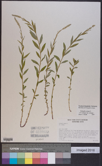 Polygala senega image