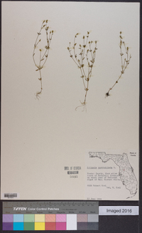 Polygala verticillata image