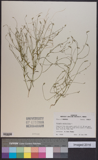 Polygala verticillata image