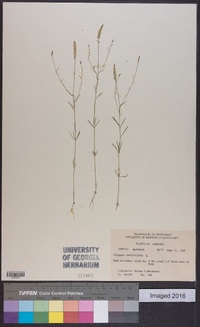 Polygala verticillata image