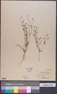 Polygala verticillata image