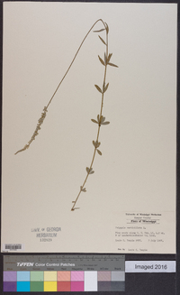 Polygala verticillata image