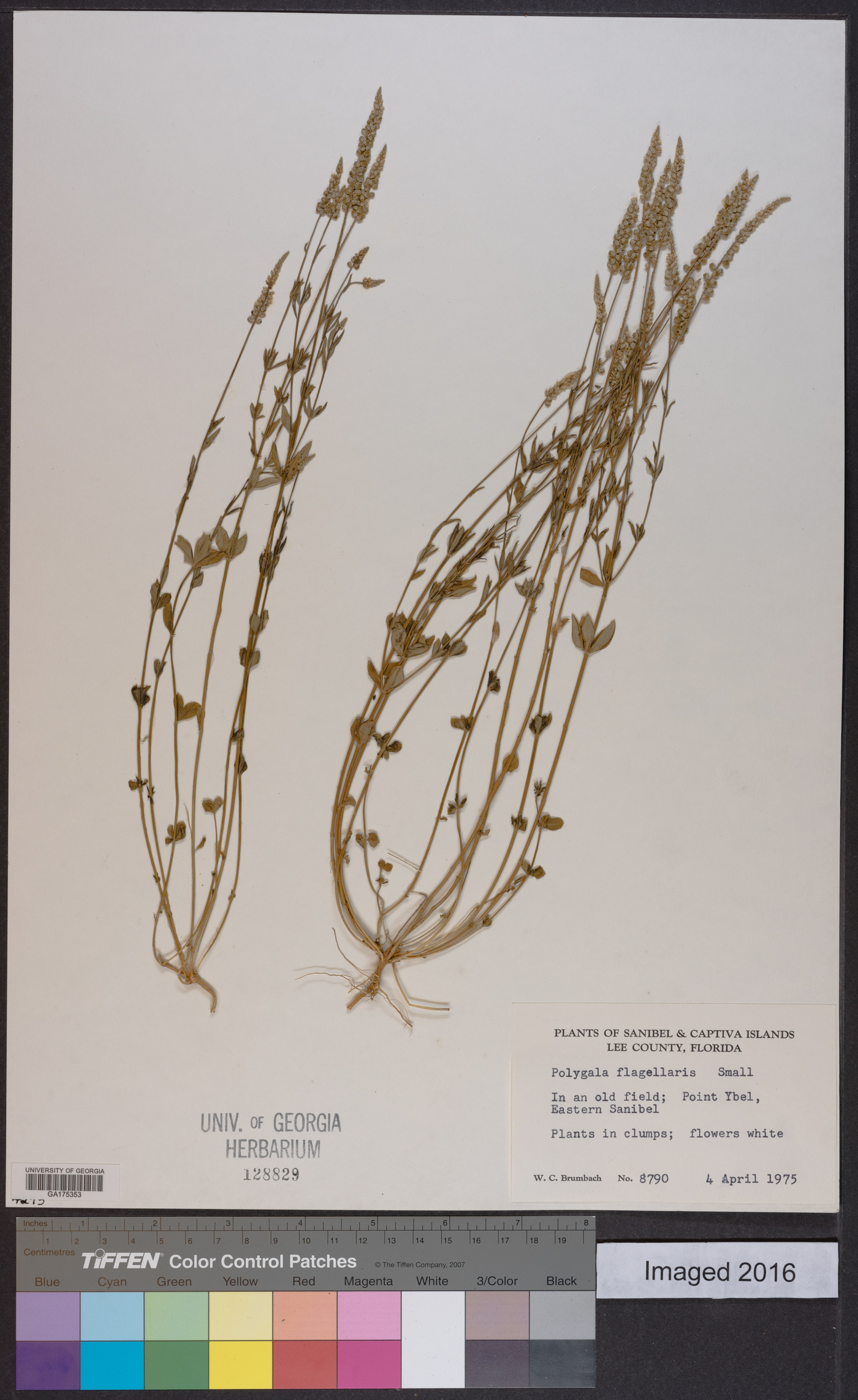 Polygala flagellaris image