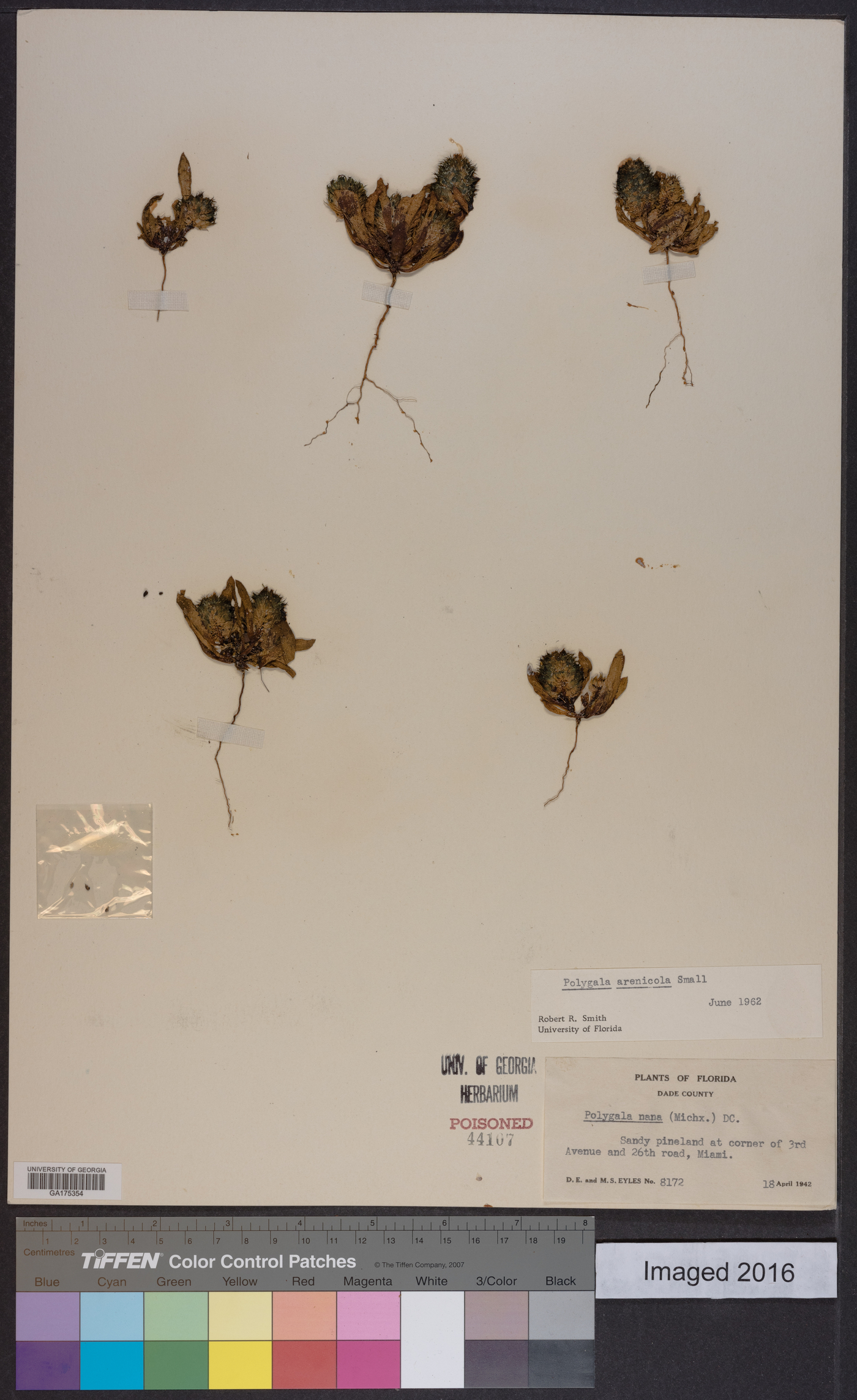 Polygala arenicola image