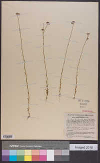 Polygala longicaulis image