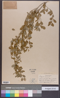 Polygala penaea image