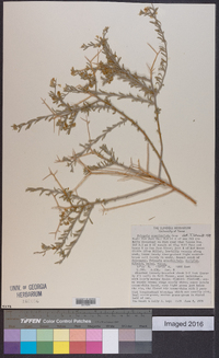 Rhinotropis acanthoclada image