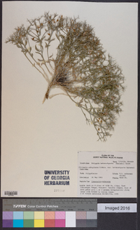 Polygala subspinosa image