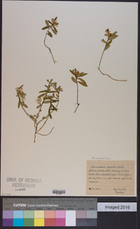 Polygala chamaebuxus image