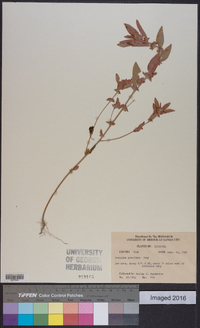 Acalypha gracilens image