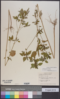 Acalypha ostryifolia image