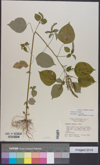 Acalypha setosa image