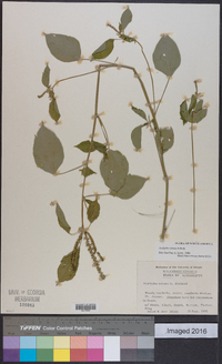 Acalypha setosa image