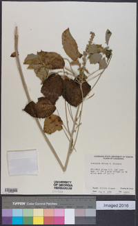 Acalypha setosa image