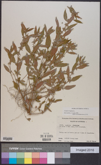 Acalypha virginica image