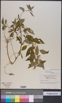 Acalypha virginica image