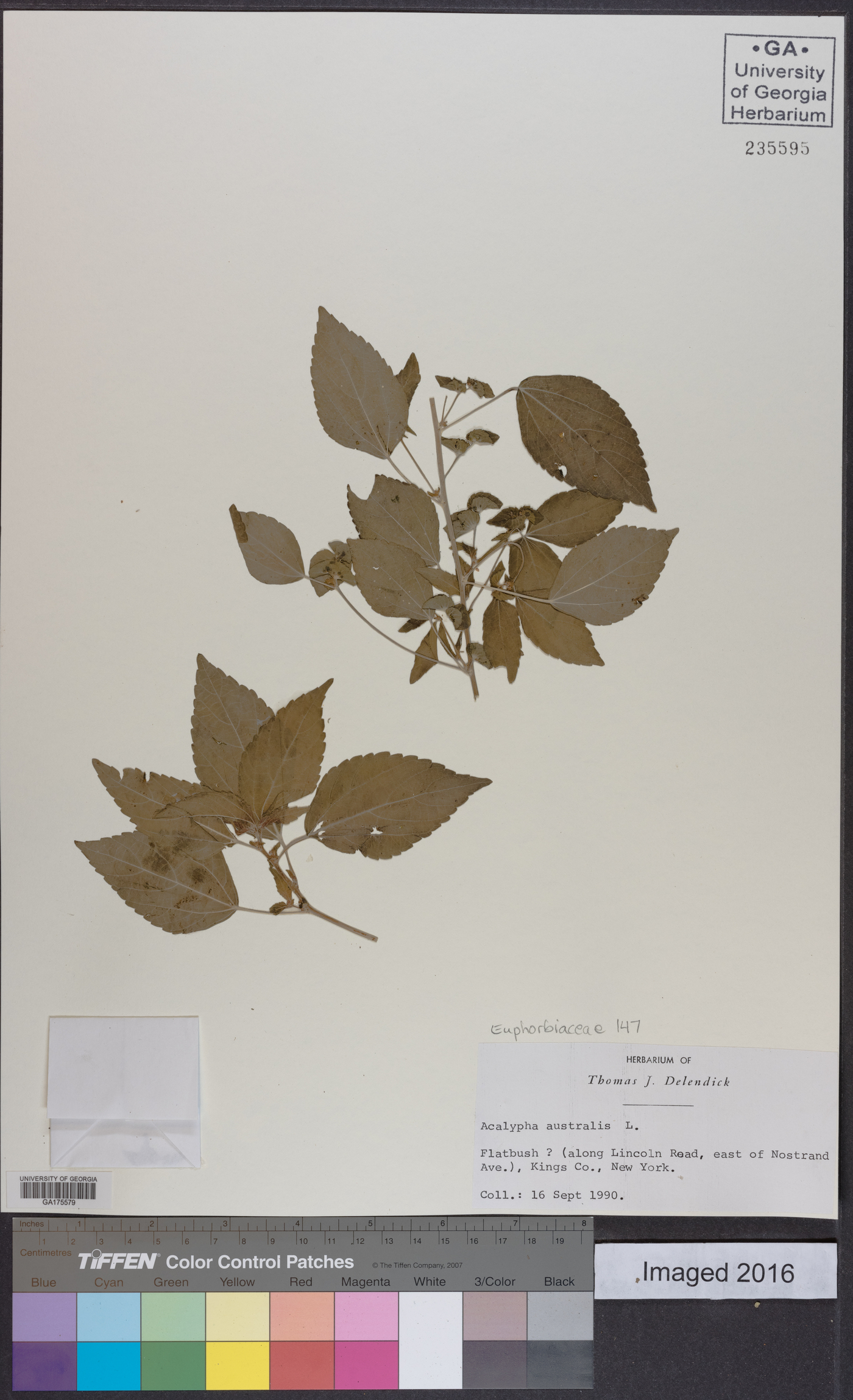 Acalypha australis image