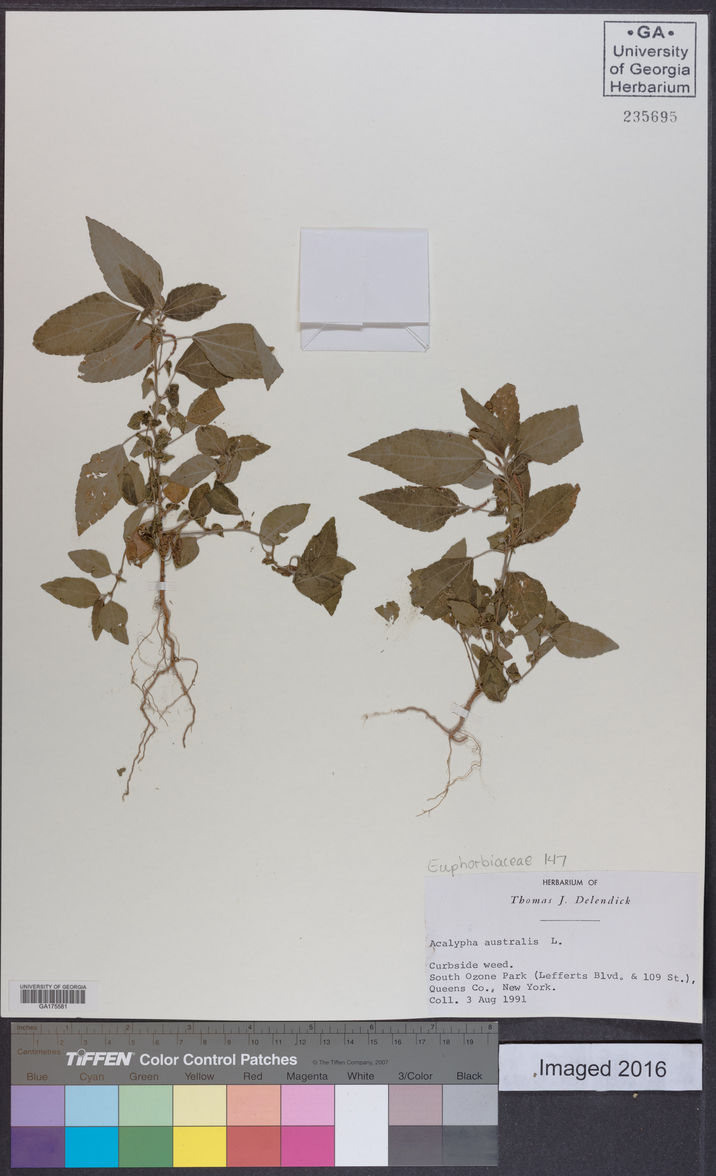 Acalypha australis image