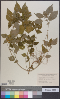 Acalypha virginica image