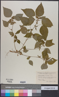 Acalypha deamii image