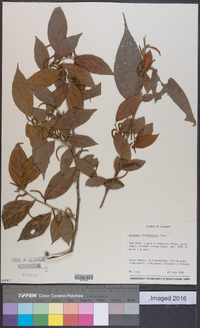 Acalypha diversifolia image