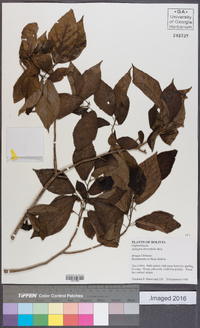 Acalypha diversifolia image