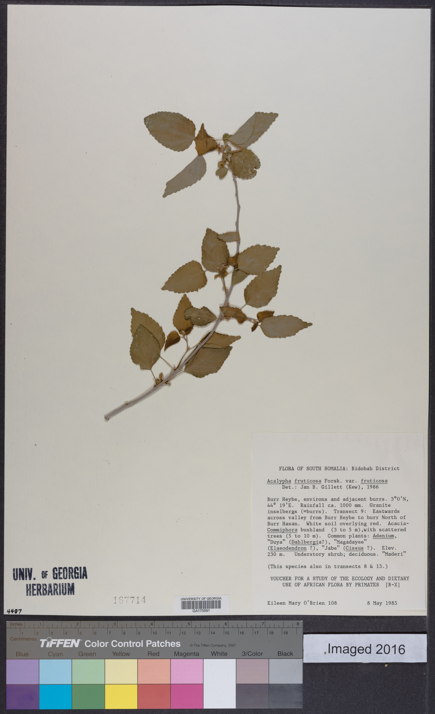 Acalypha fruticosa image