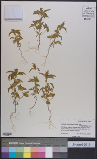 Acalypha neomexicana image