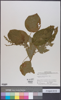 Acalypha macrostachya image
