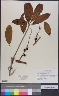 Alchornea rhodophylla image